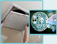 Mold Removal Service